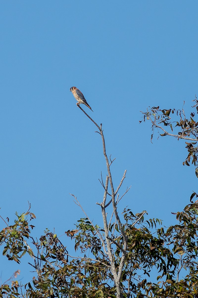 American Kestrel - ML646816945