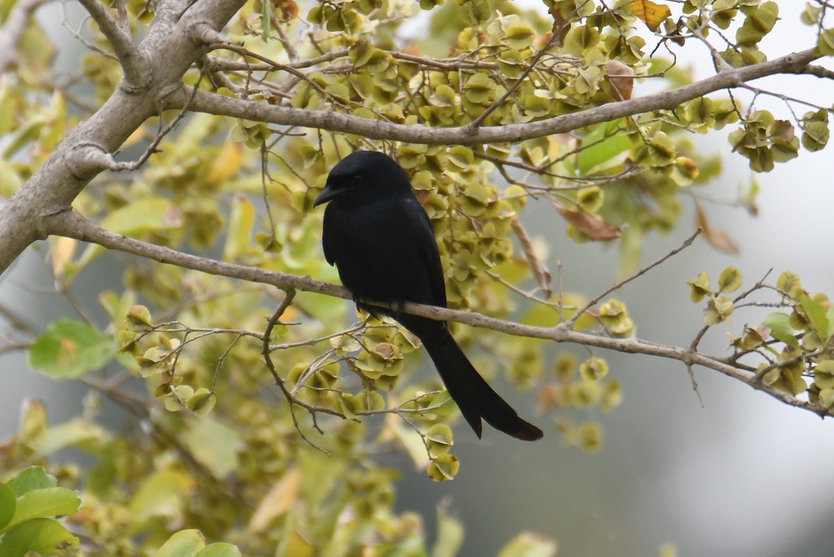Black Drongo - ML646816946