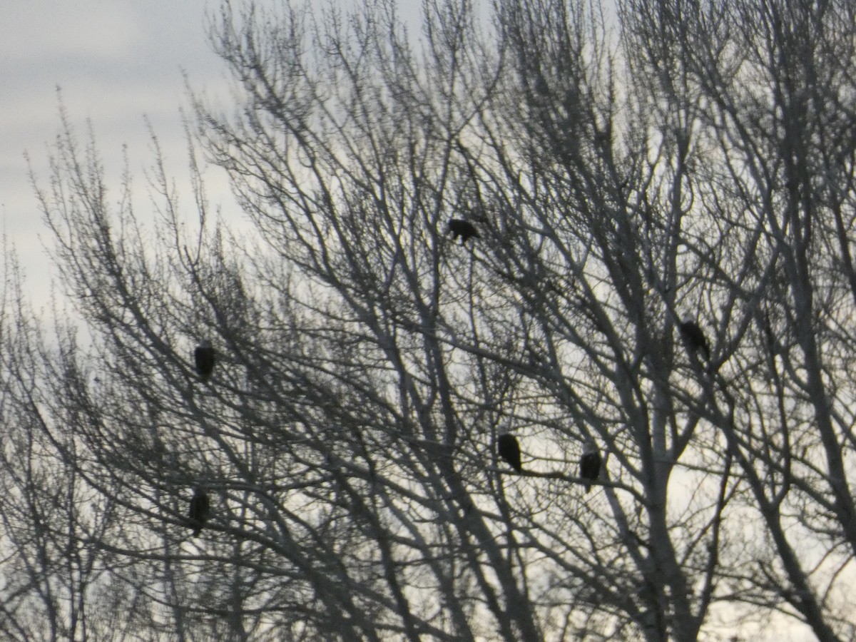 Weißkopf-Seeadler - ML646816947