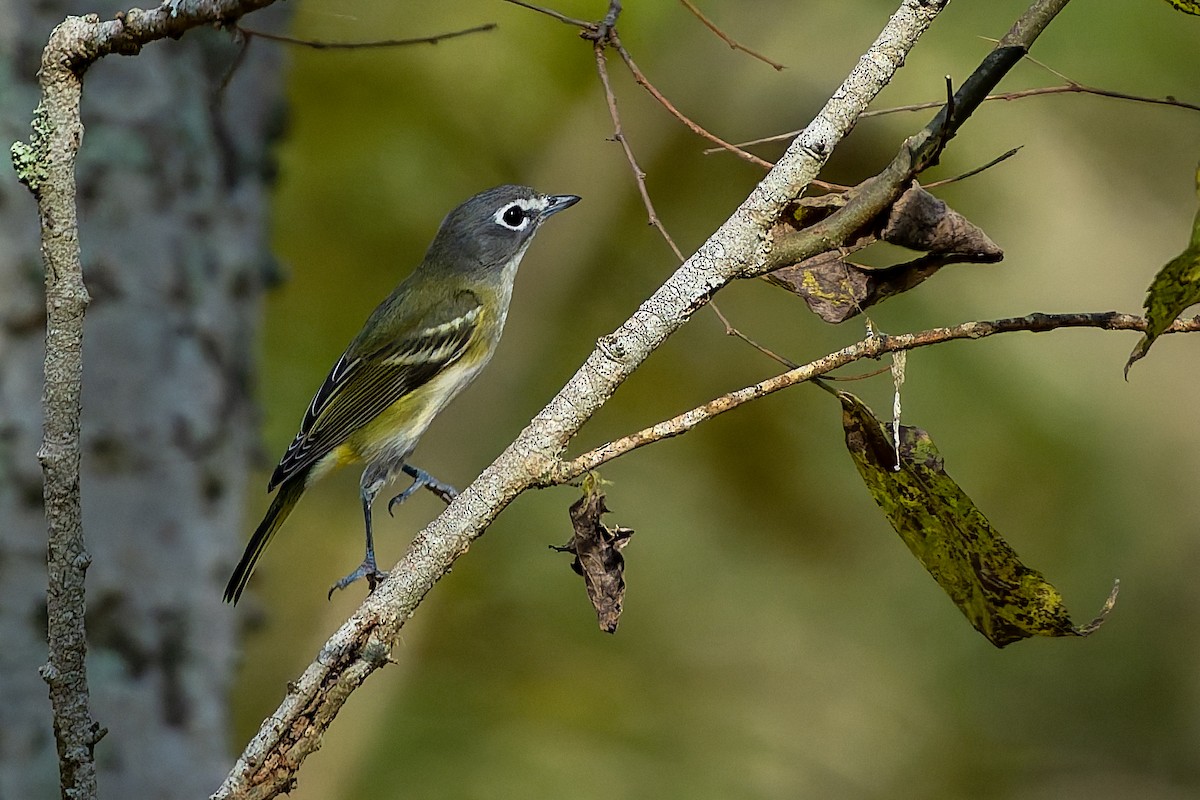 Blue-headed Vireo - ML646816950