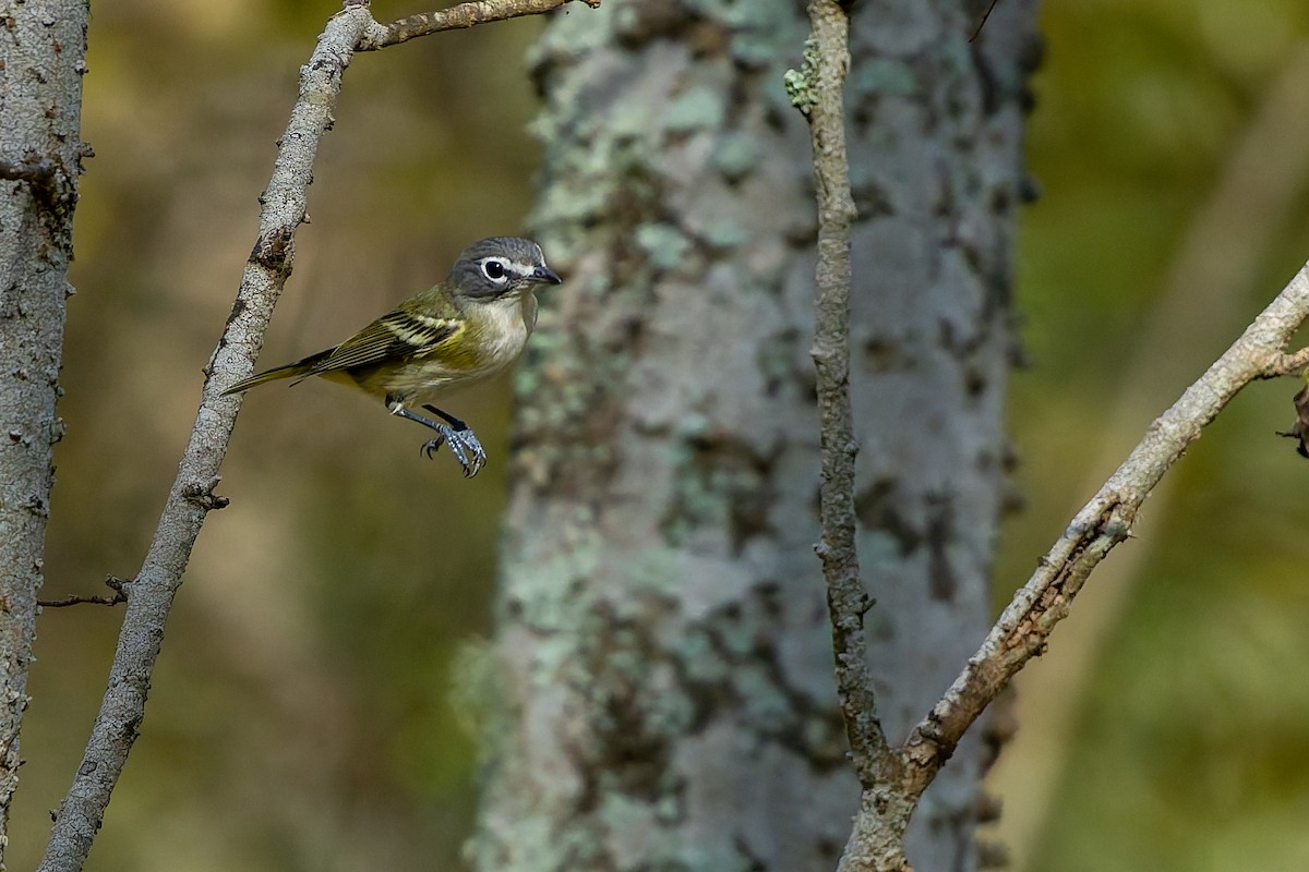 Blue-headed Vireo - ML646816951