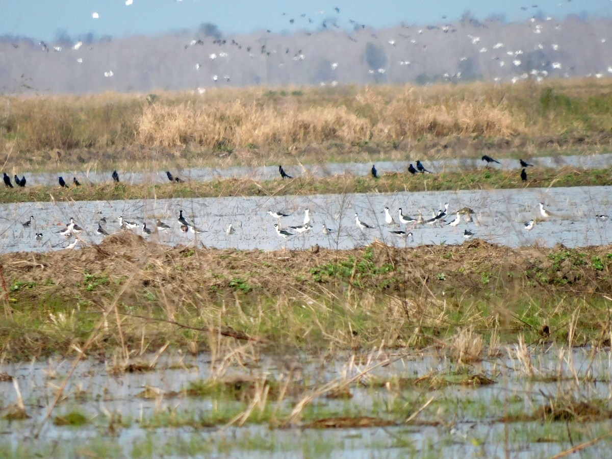 Кулик-довгоніг американський - ML646816952