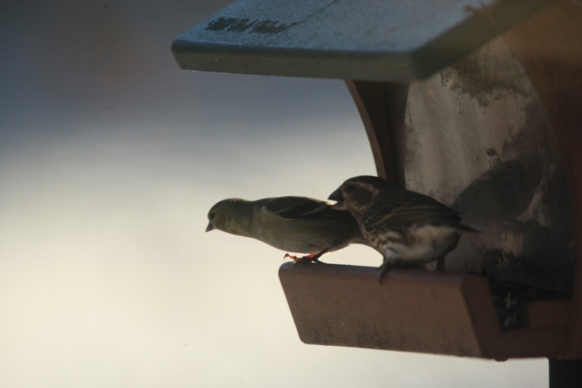 purpurfink - ML646816955