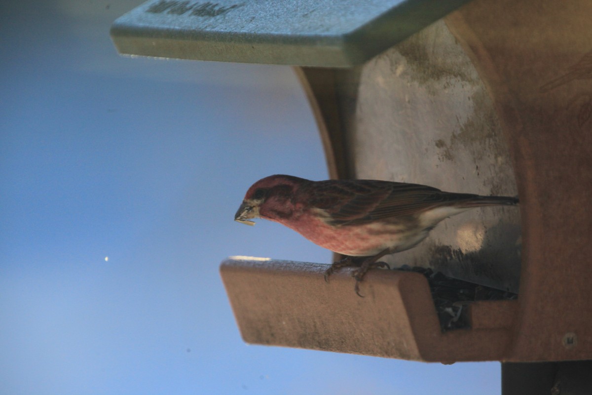 purpurfink - ML646816956