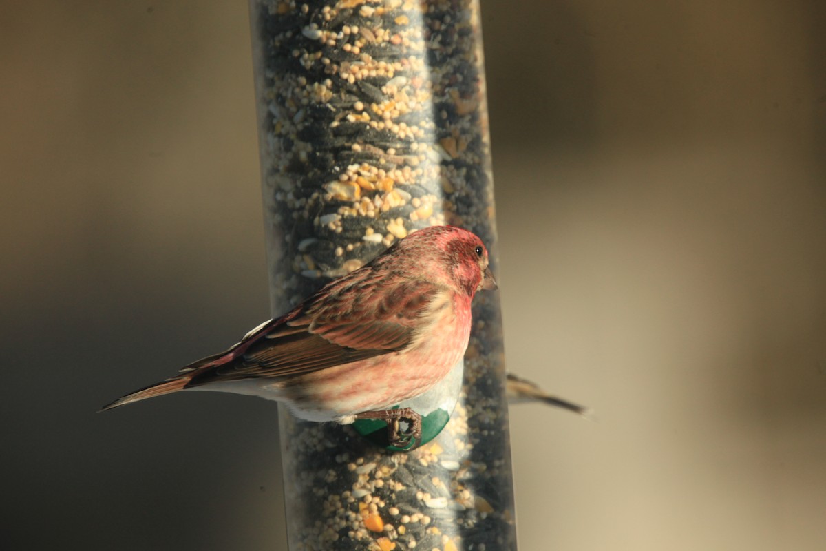 purpurfink - ML646816958