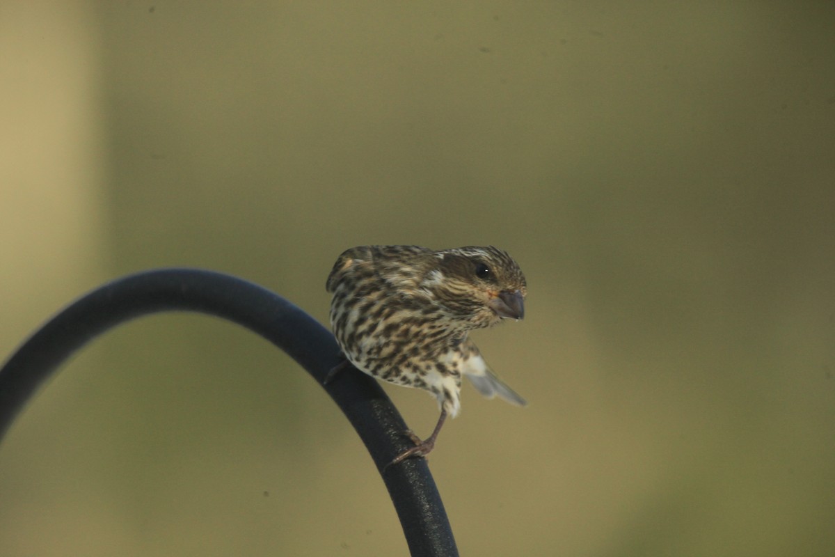 purpurfink - ML646816959