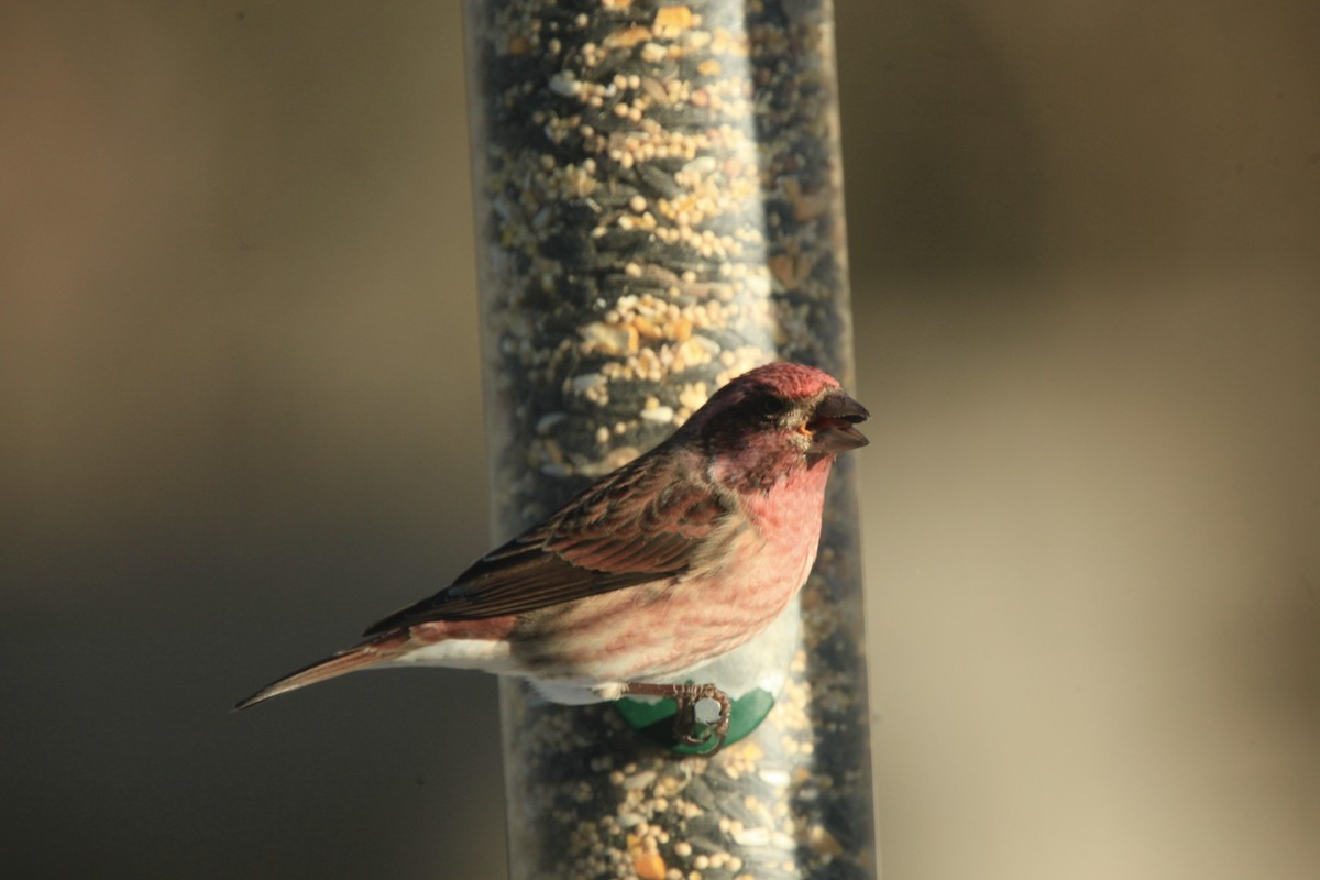 purpurfink - ML646816960