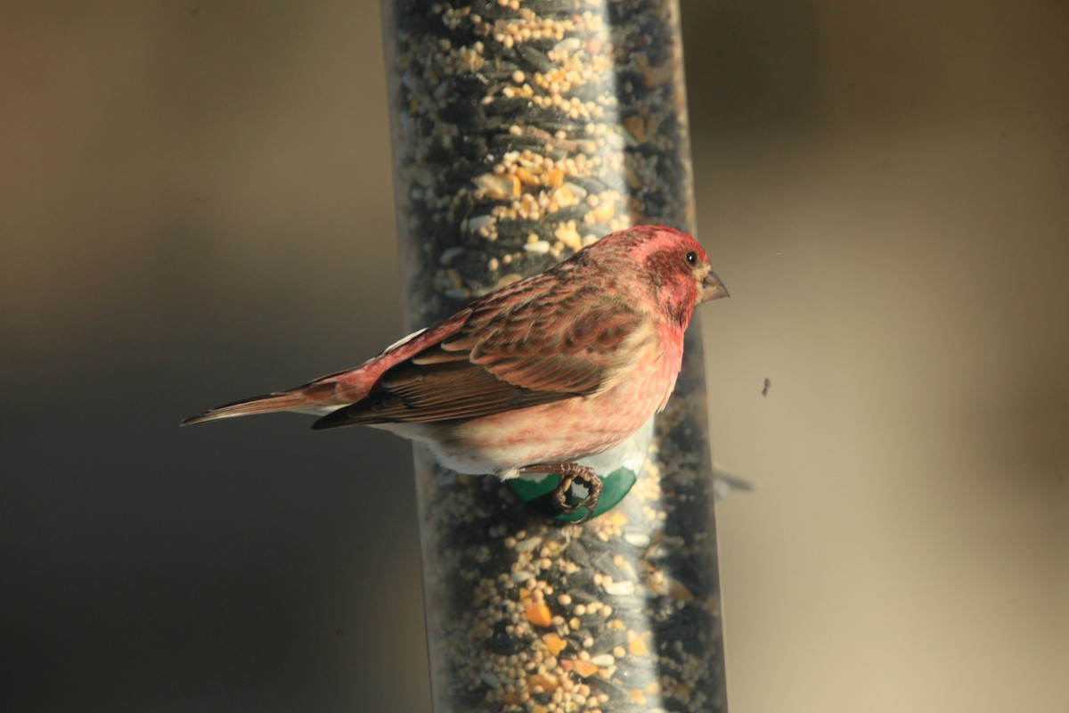 purpurfink - ML646816962