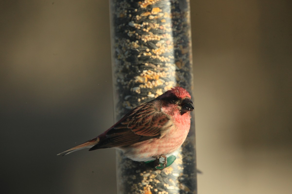 purpurfink - ML646816963