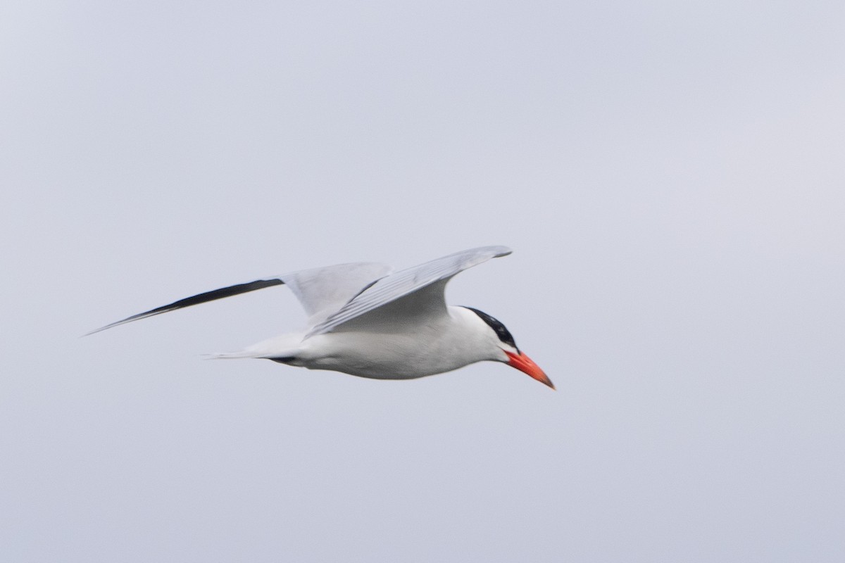 Caspian Tern - ML646816964