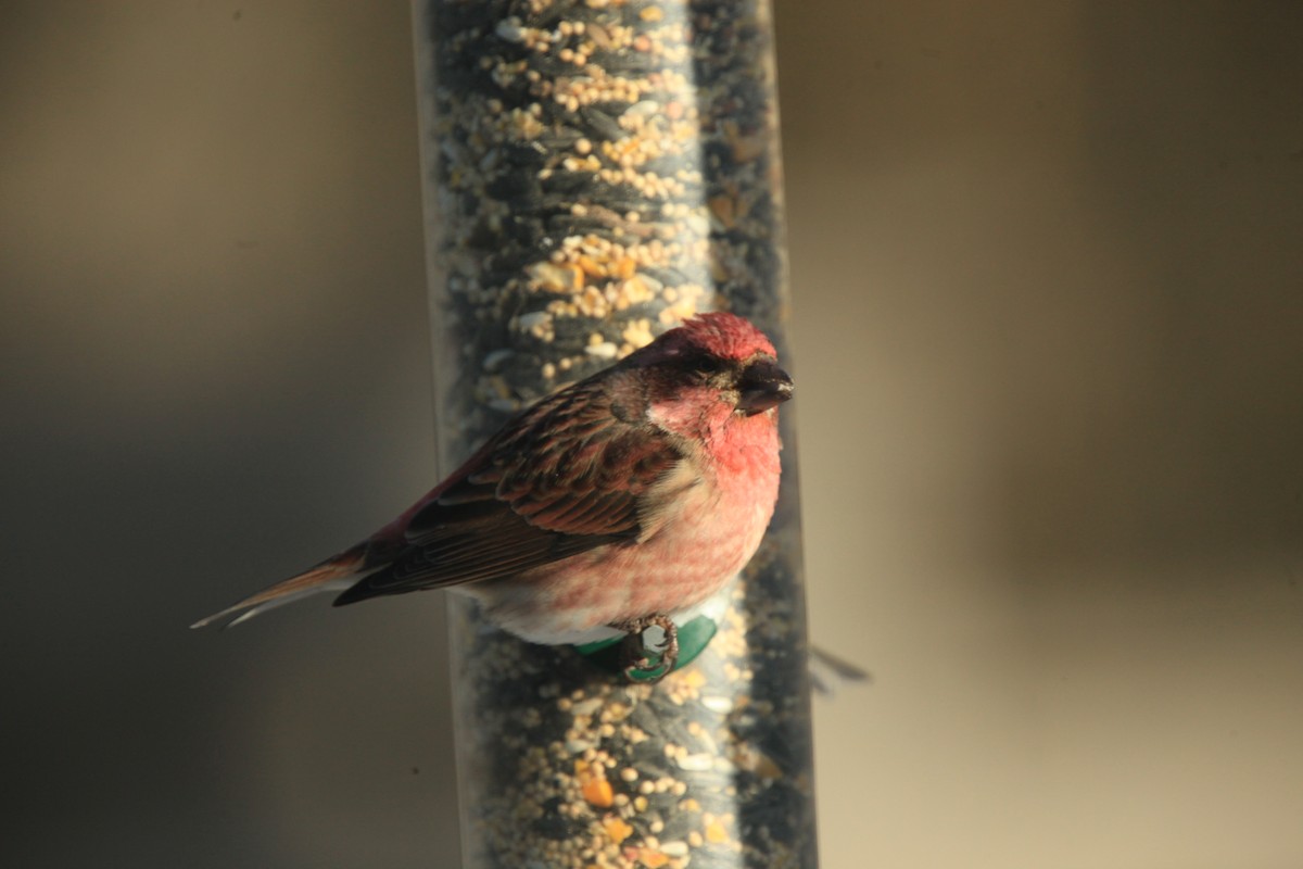 purpurfink - ML646816965