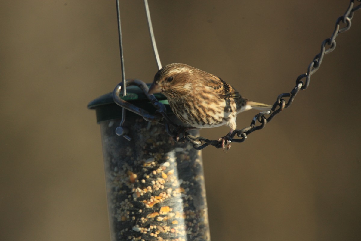 purpurfink - ML646816966