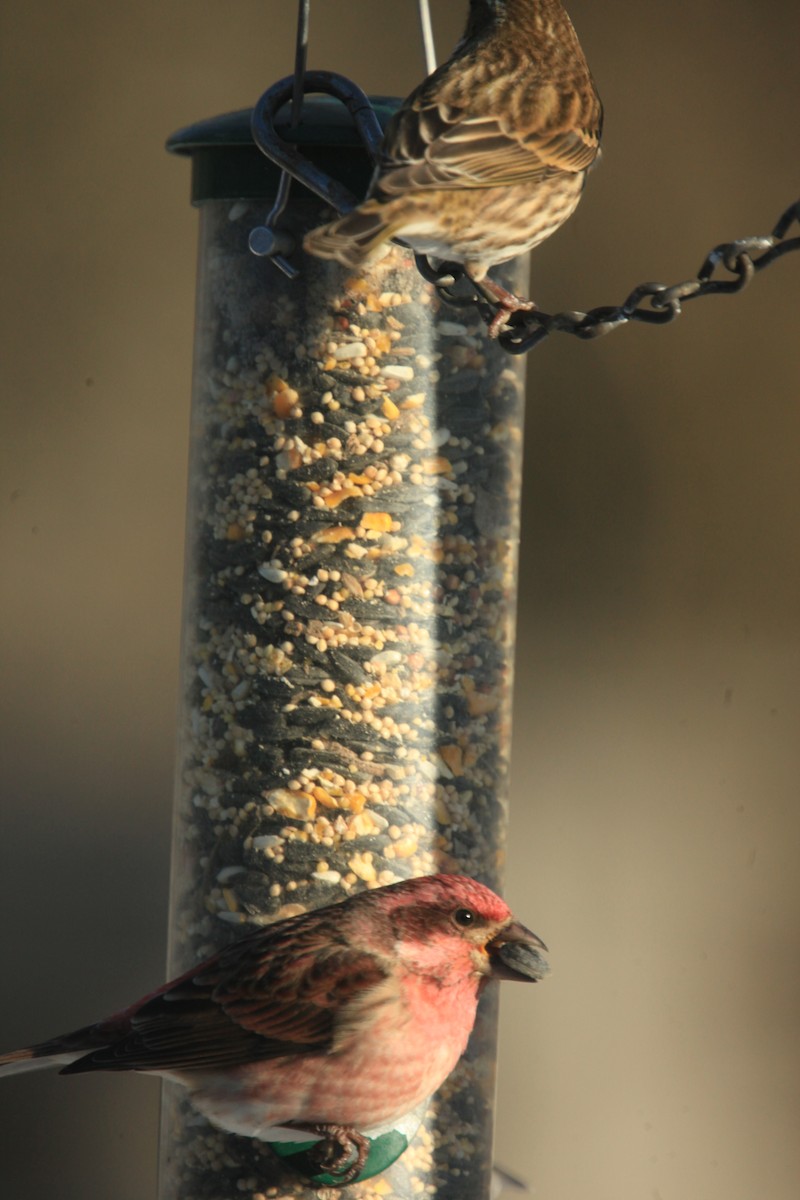 purpurfink - ML646816967