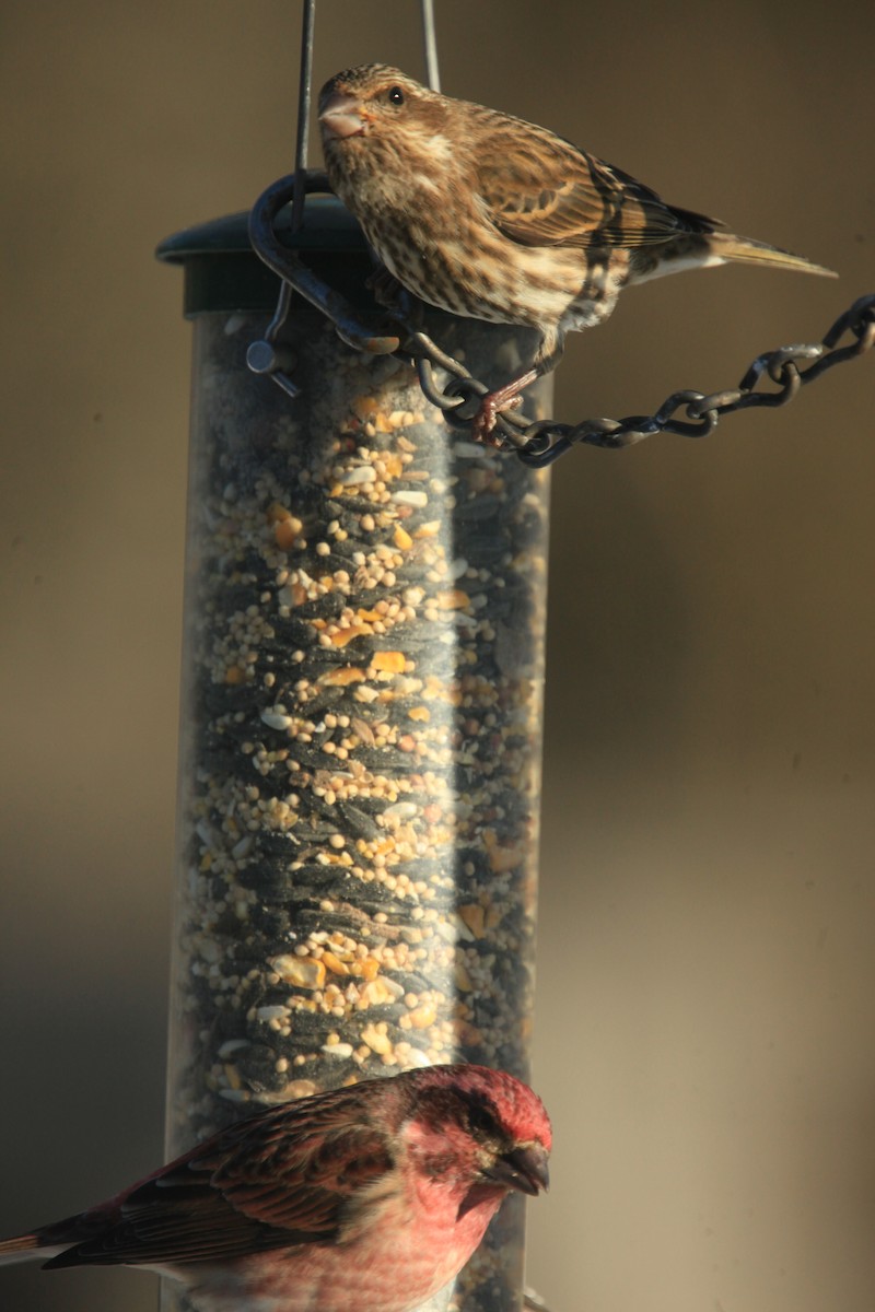 purpurfink - ML646816968