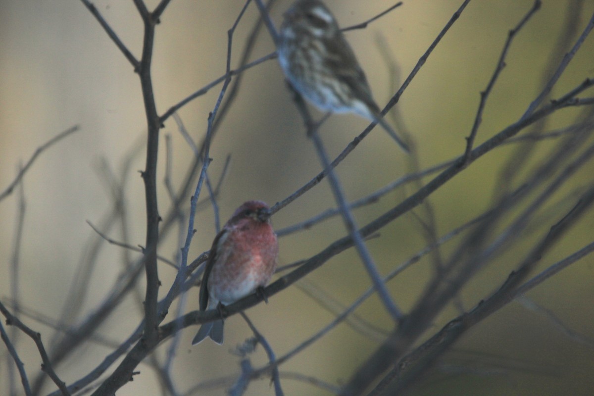 purpurfink - ML646816969