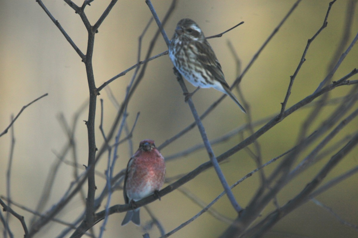 Purple Finch - ML646816970