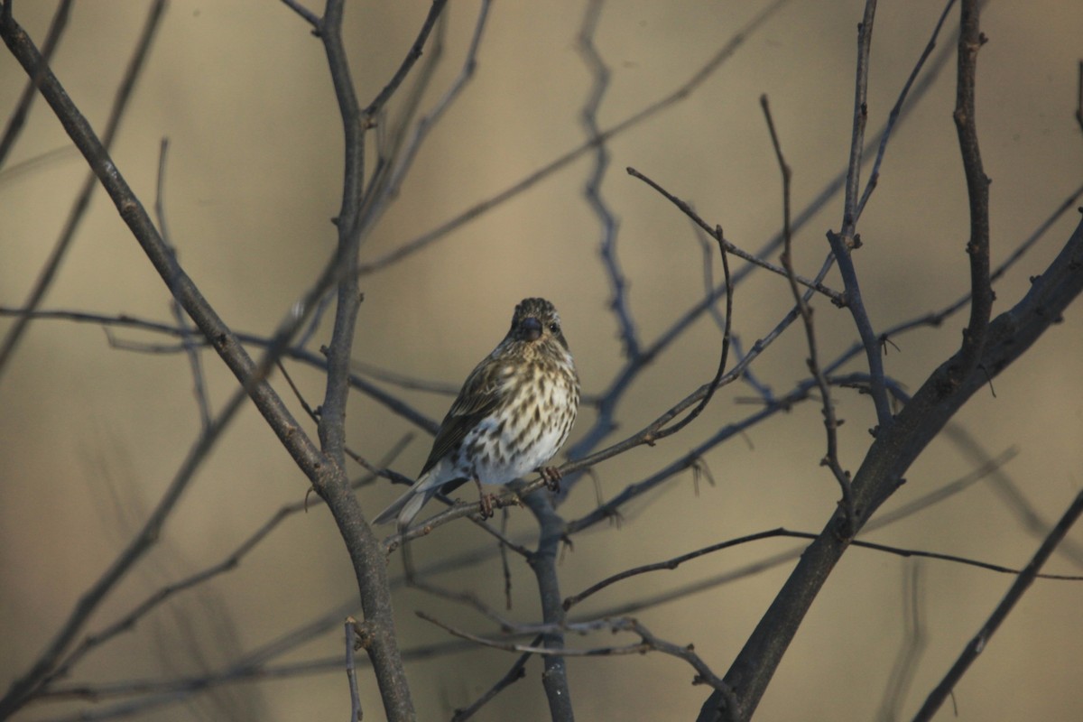 purpurfink - ML646816971