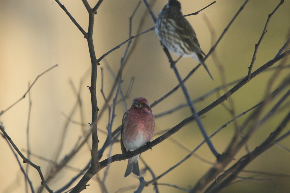 Purple Finch - ML646816972