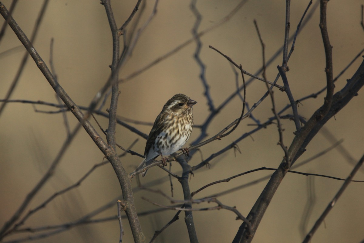 Purple Finch - ML646816973