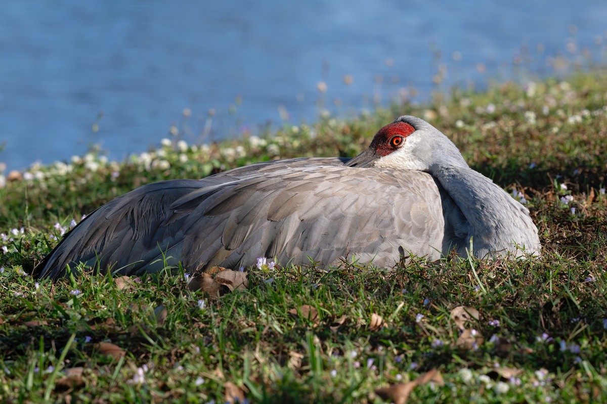 עגור קנדי - ML646816974