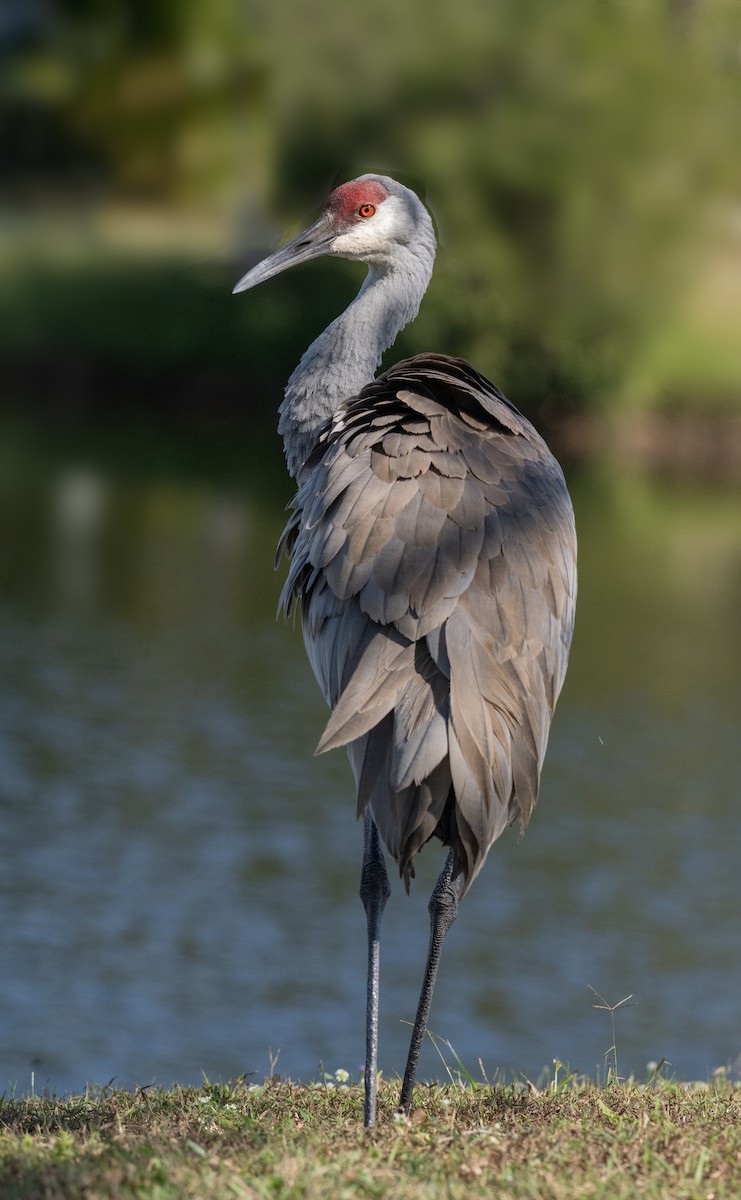 עגור קנדי - ML646816975