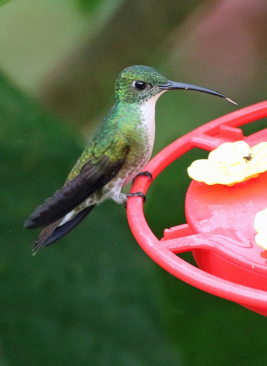 White-chested Emerald - ML646816976