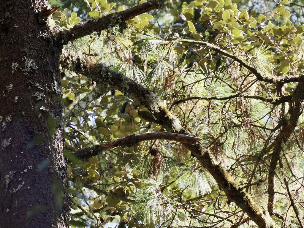 Strong-billed Woodcreeper - ML646816978