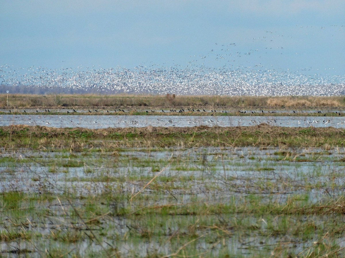 Гуска біла - ML646816979