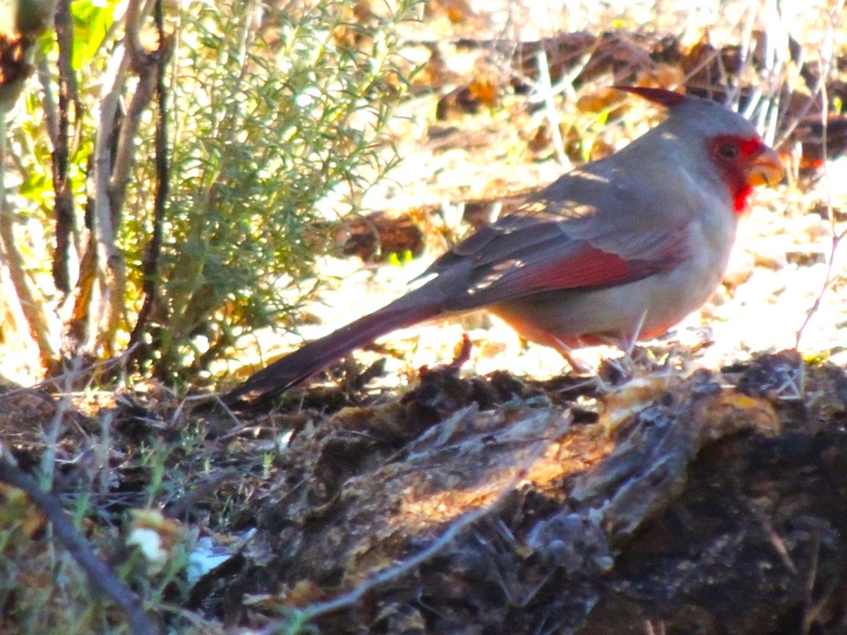 Cardenal Pardo - ML646816982