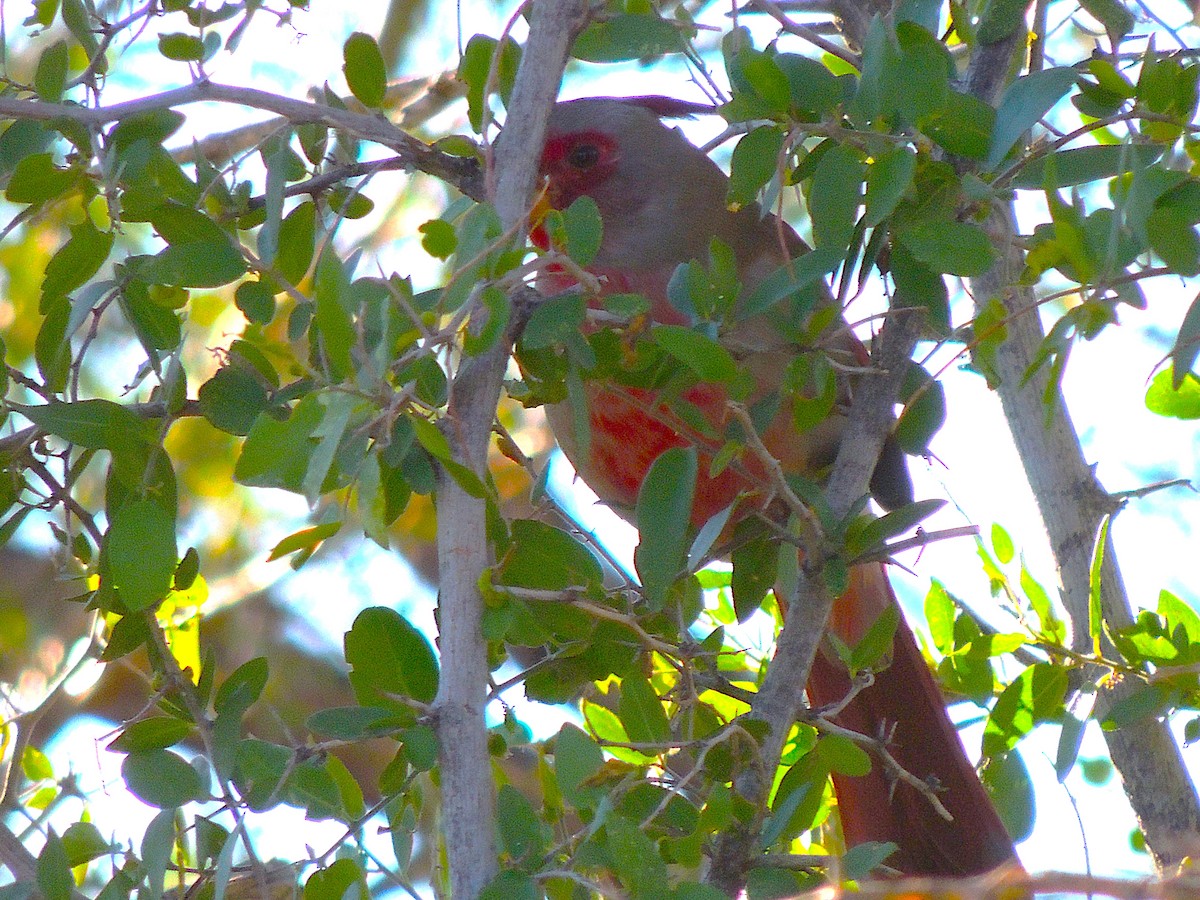 Cardenal Pardo - ML646816984