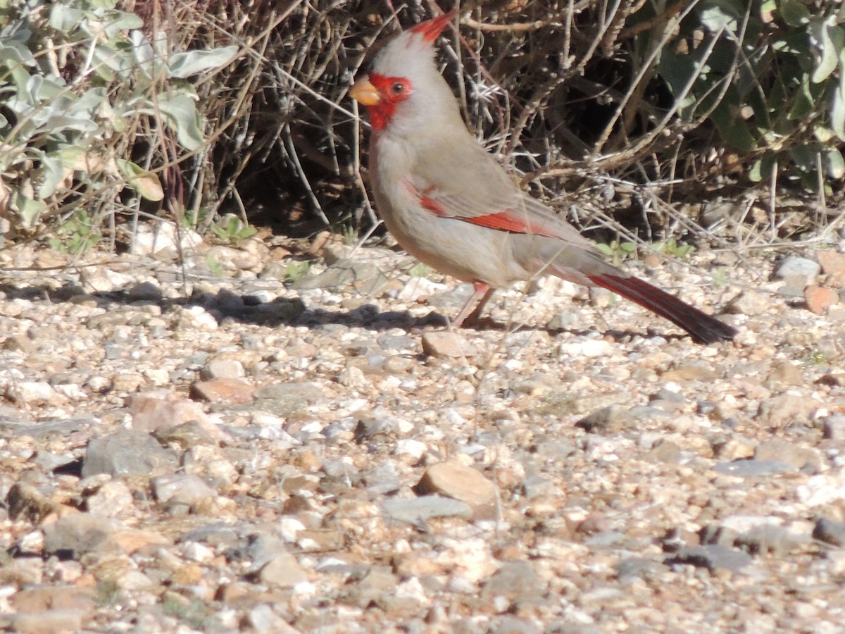 Cardenal Pardo - ML646816989
