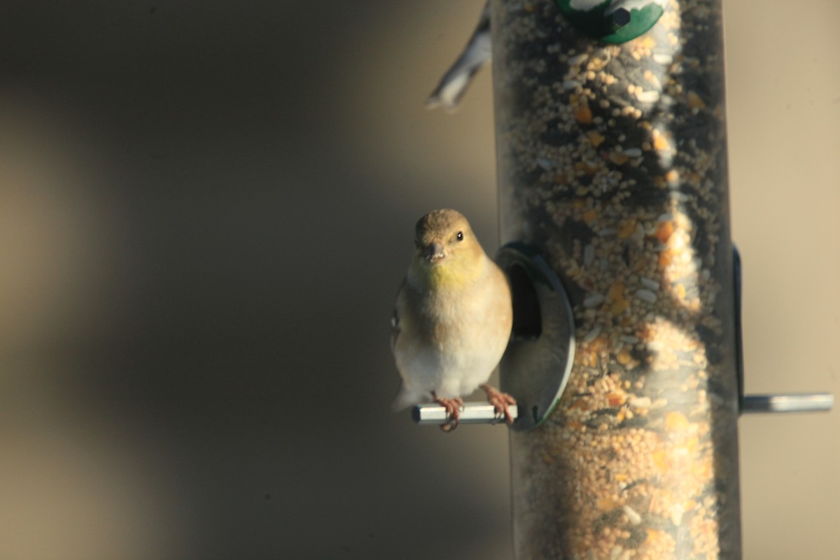 American Goldfinch - ML646816992