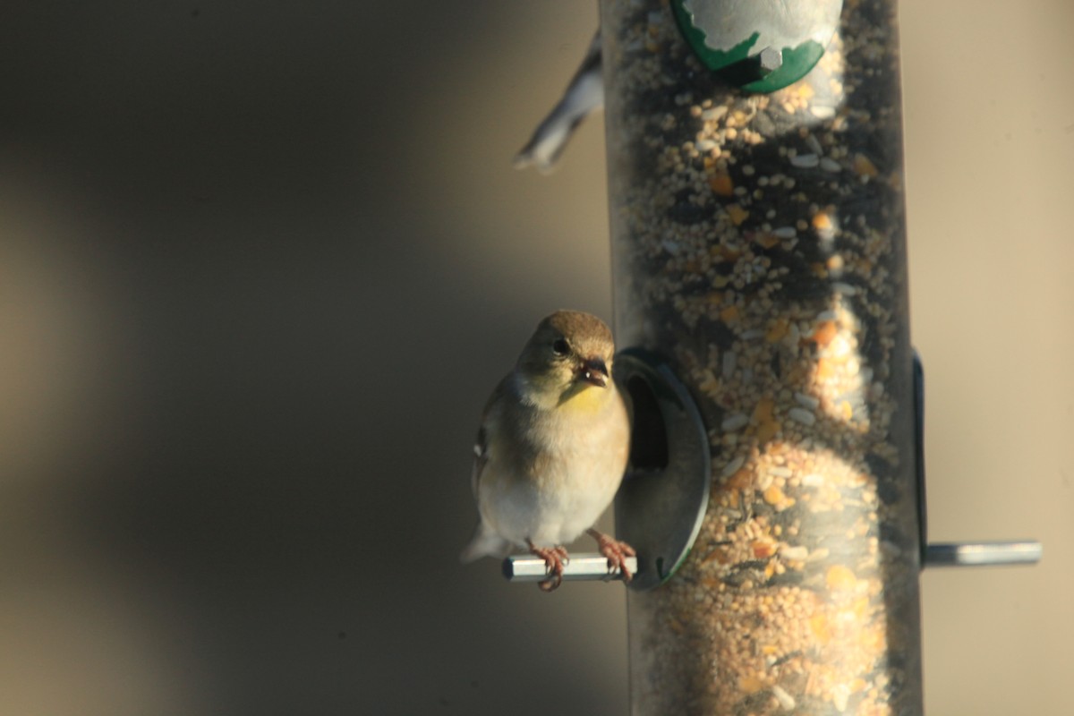American Goldfinch - ML646816993