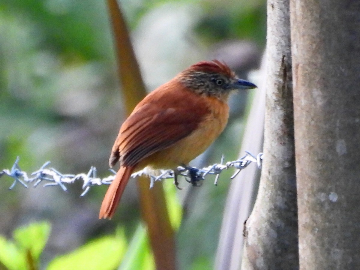 シマアリモズ - ML646816994