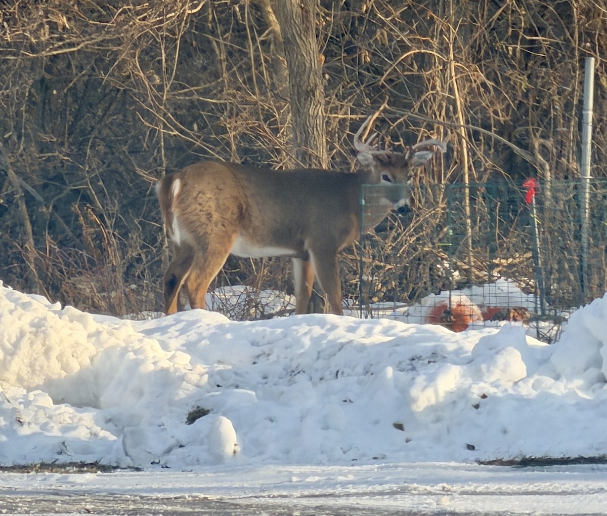 White-tailed Deer - ML646816995