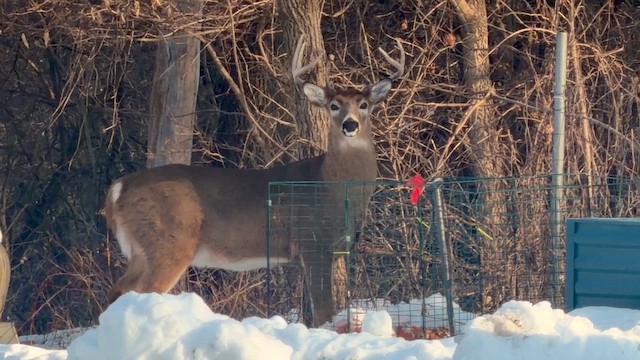 White-tailed Deer - ML646816996