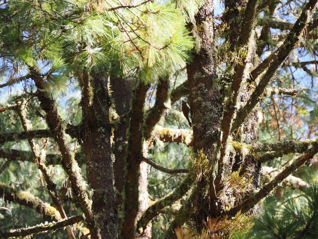 Strong-billed Woodcreeper - ML646816997