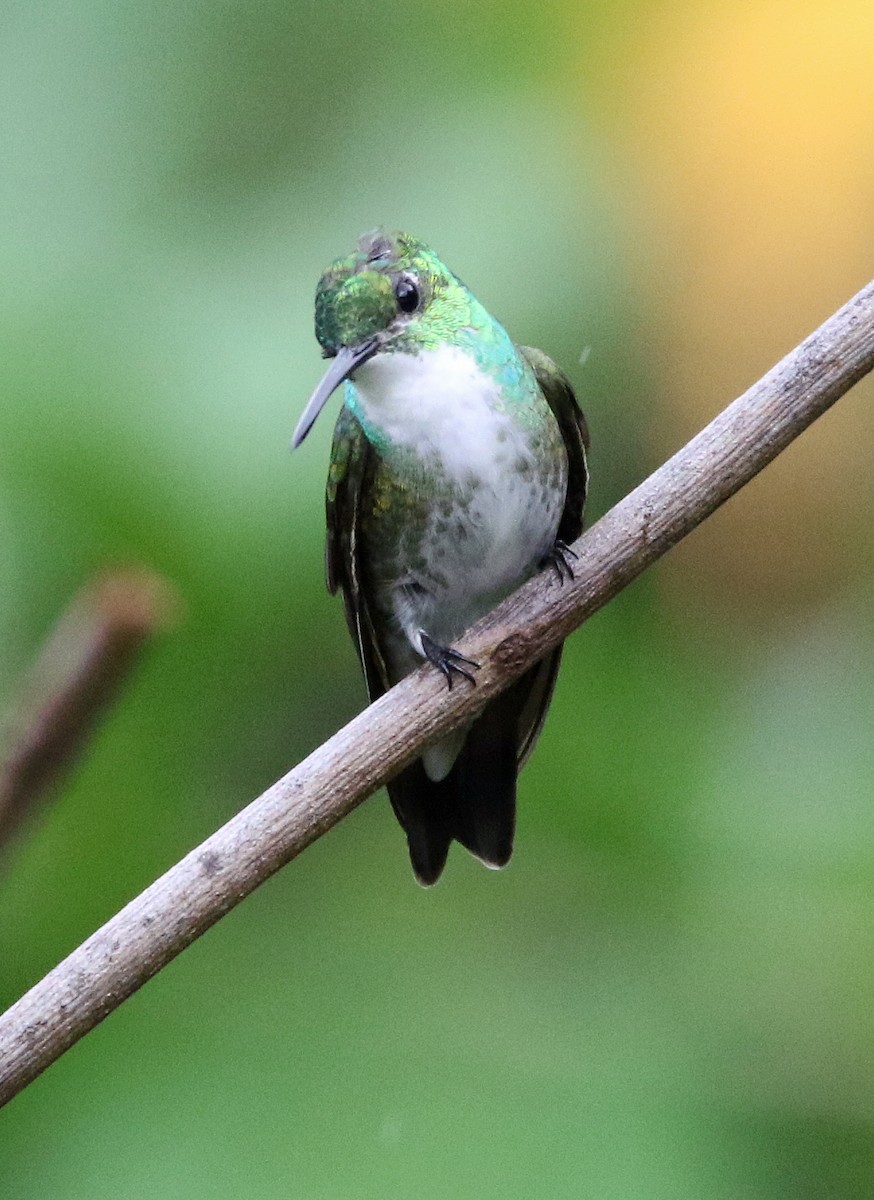 White-chested Emerald - ML646816998