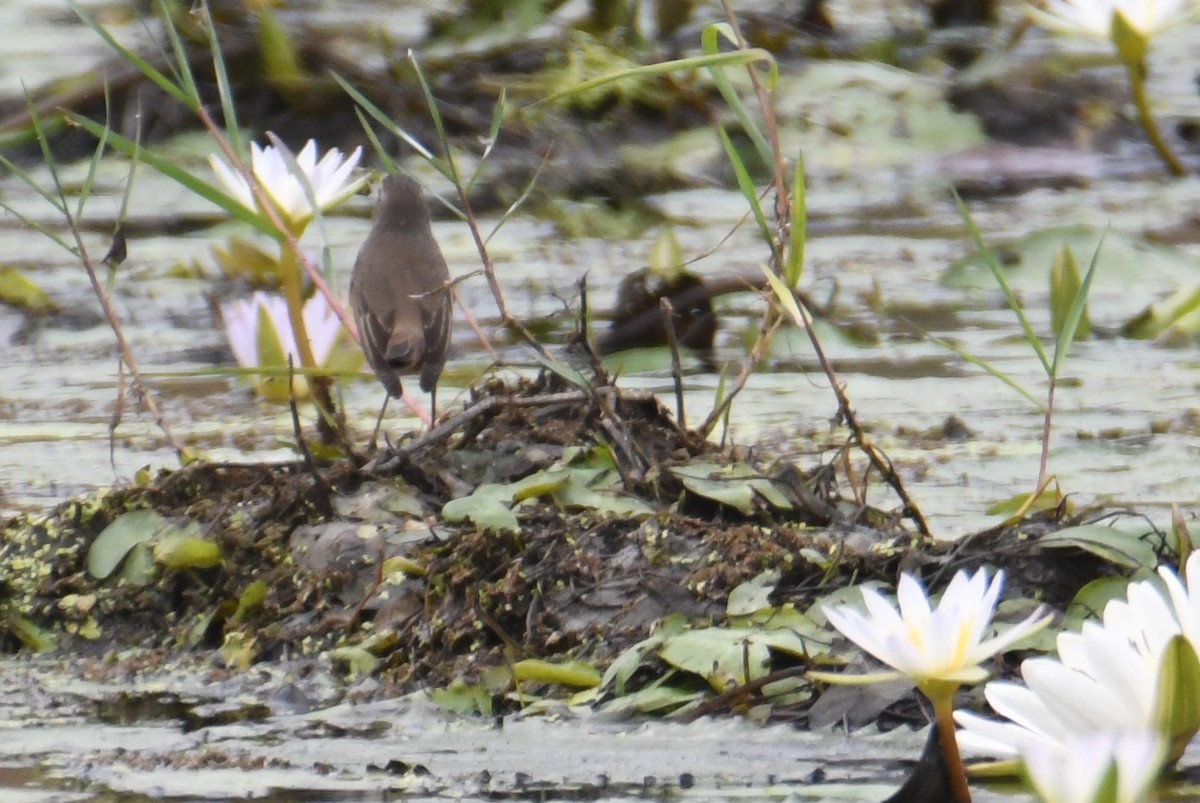 Blaukehlchen - ML646816999