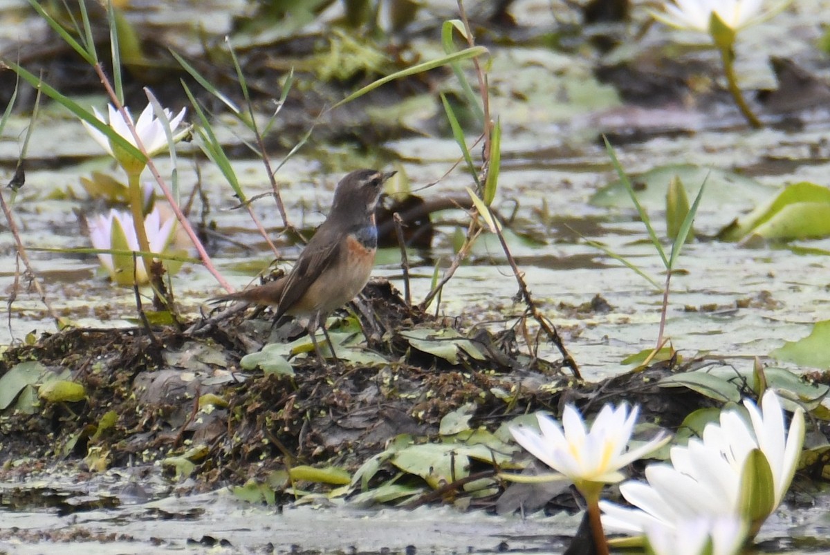 Blaukehlchen - ML646817000