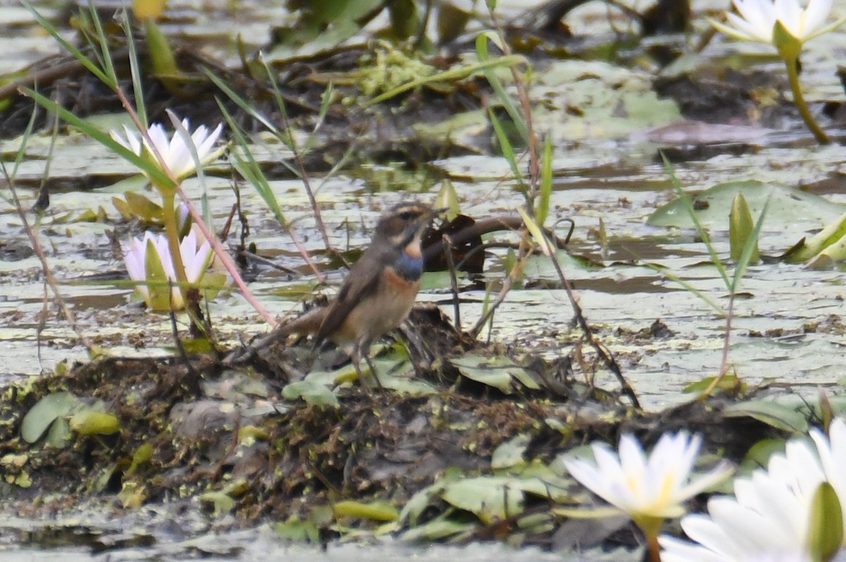 Blaukehlchen - ML646817001