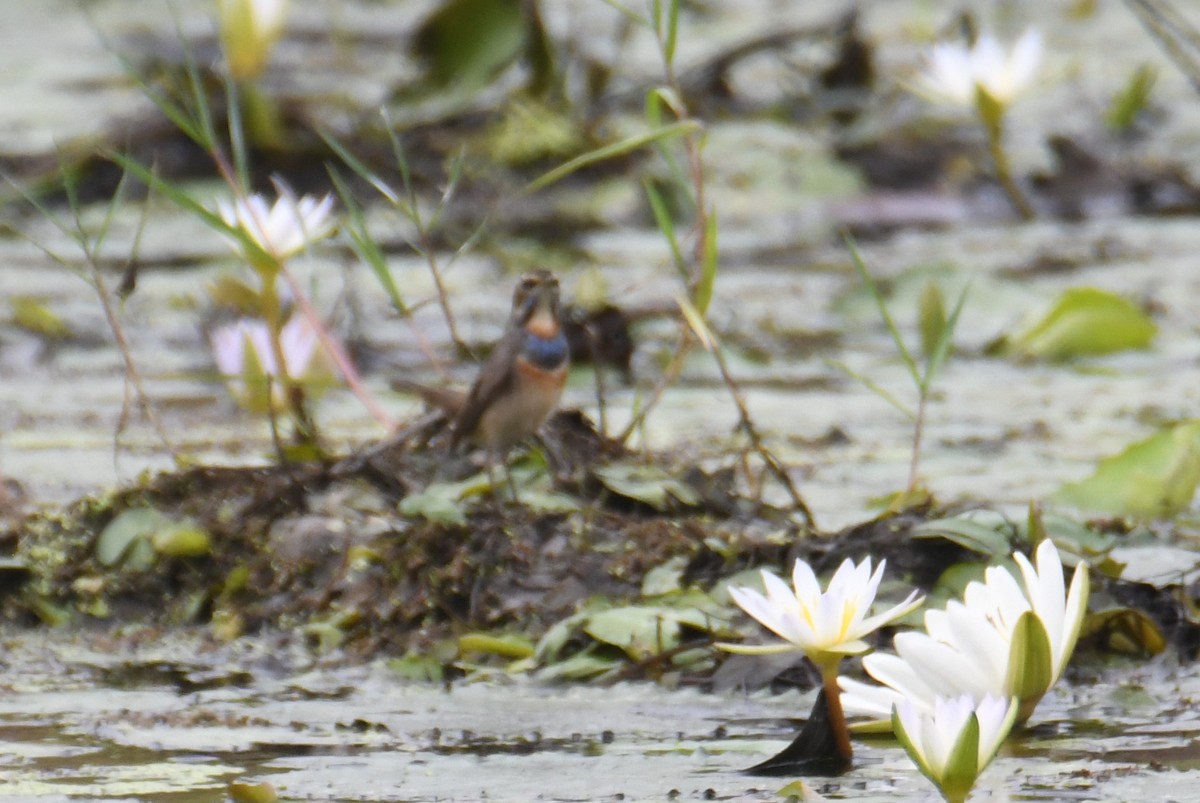 Blaukehlchen - ML646817002