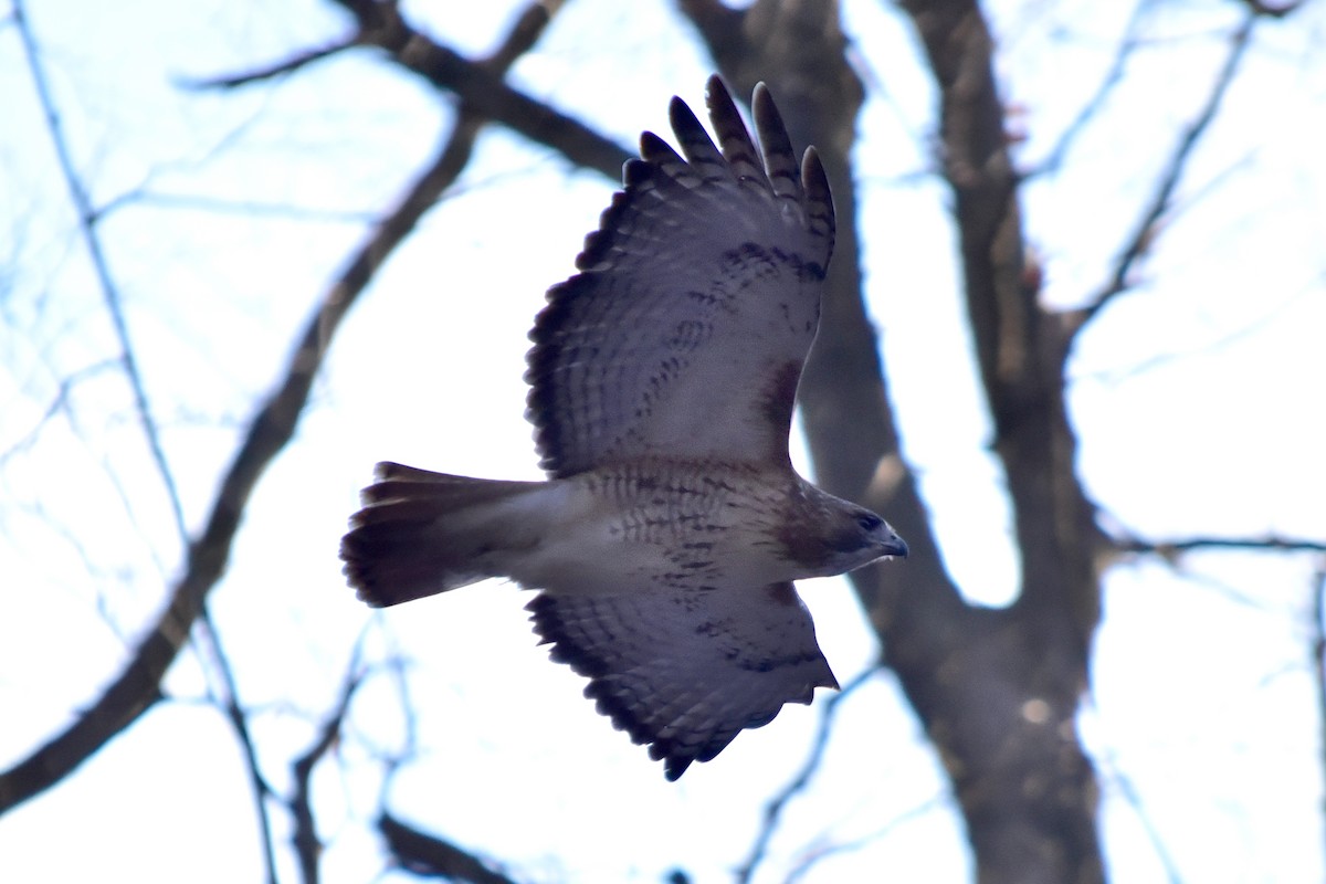 Red-tailed Hawk - ML646817003