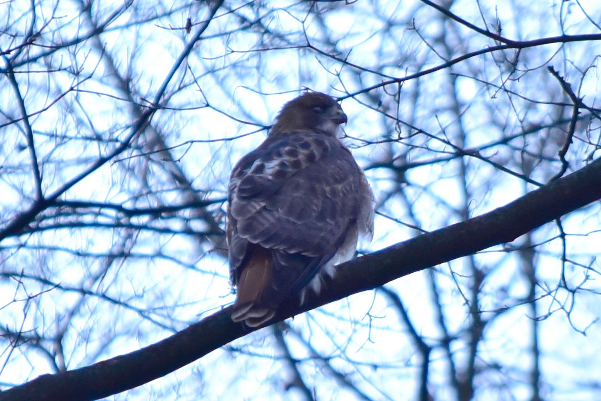 Red-tailed Hawk - ML646817004
