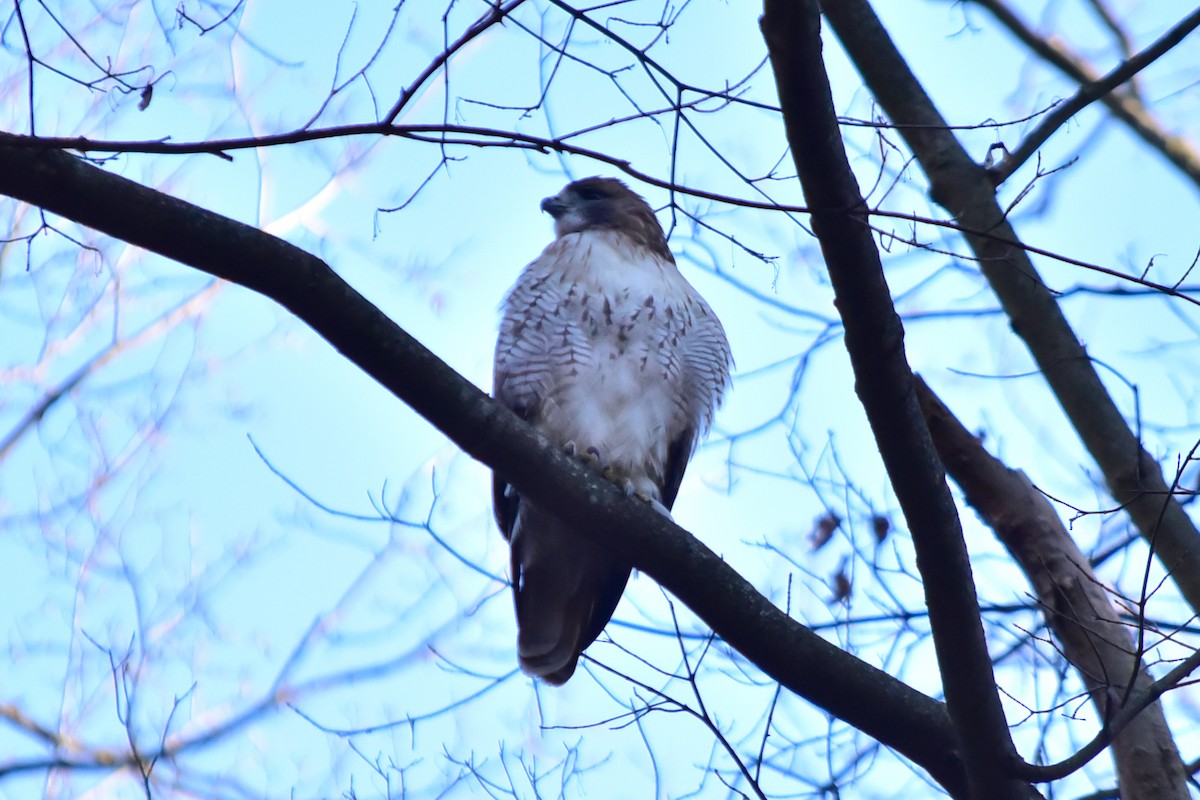 Red-tailed Hawk - ML646817005