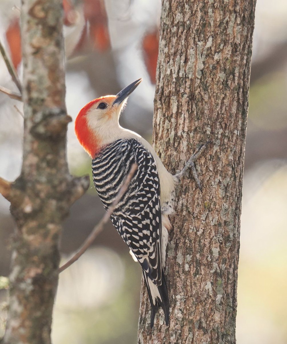 datel karolínský - ML646817006