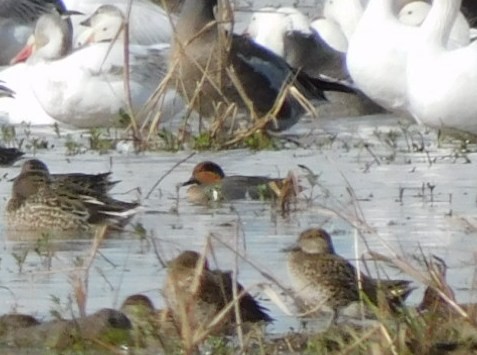 Чирянка мала - ML646817021