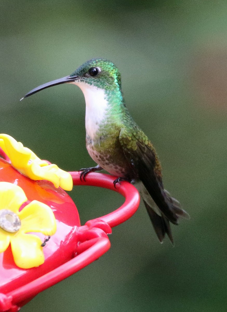 White-chested Emerald - ML646817023