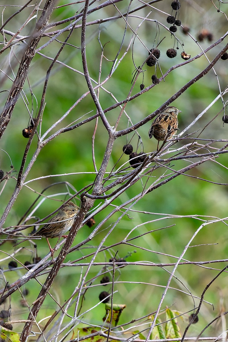 Lincoln's Sparrow - ML646817024