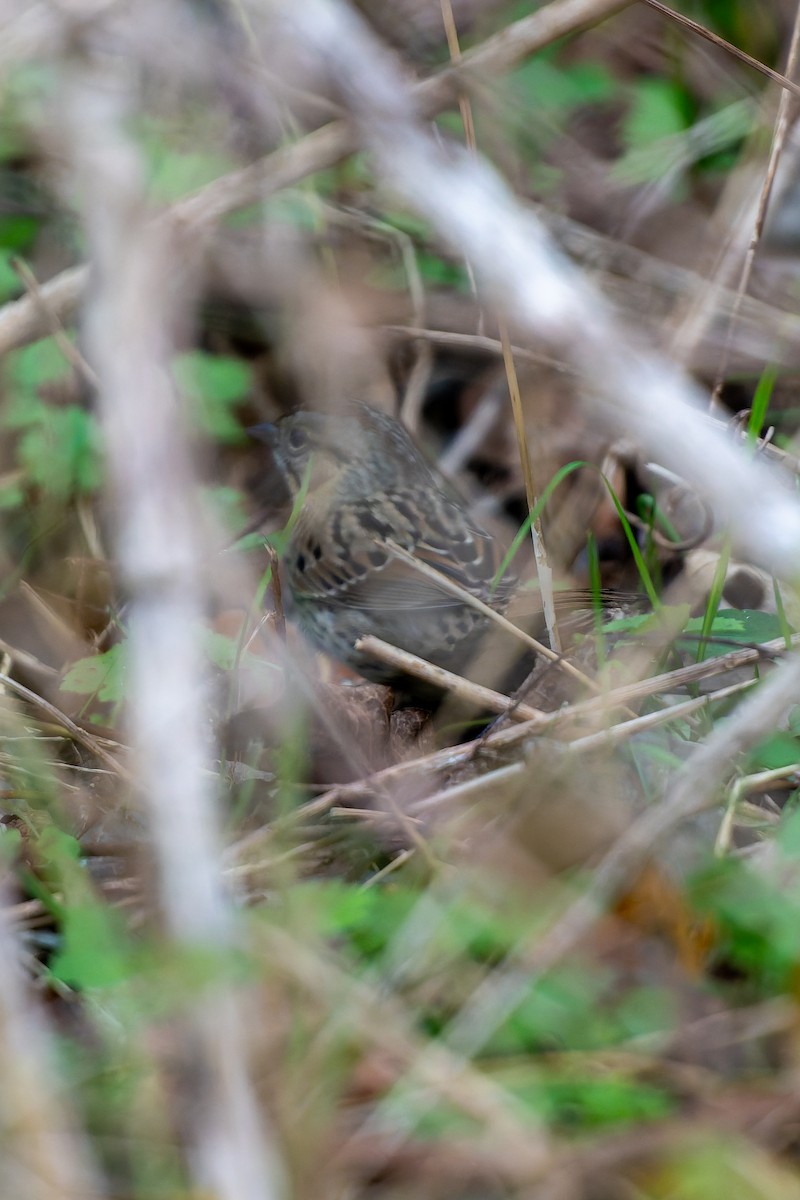 Lincoln's Sparrow - ML646817025